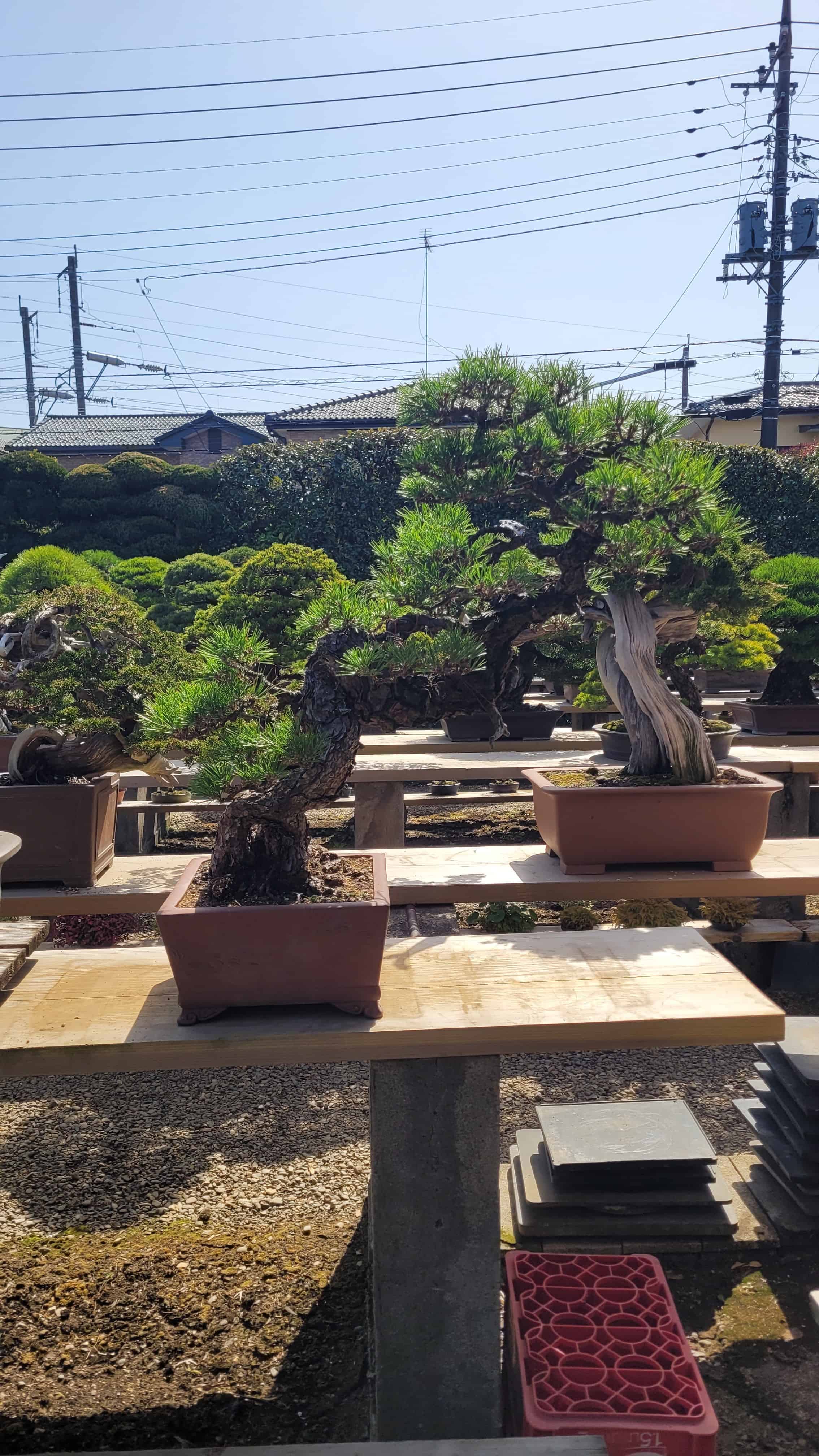 A pine bonsai tree from kimura in Japan